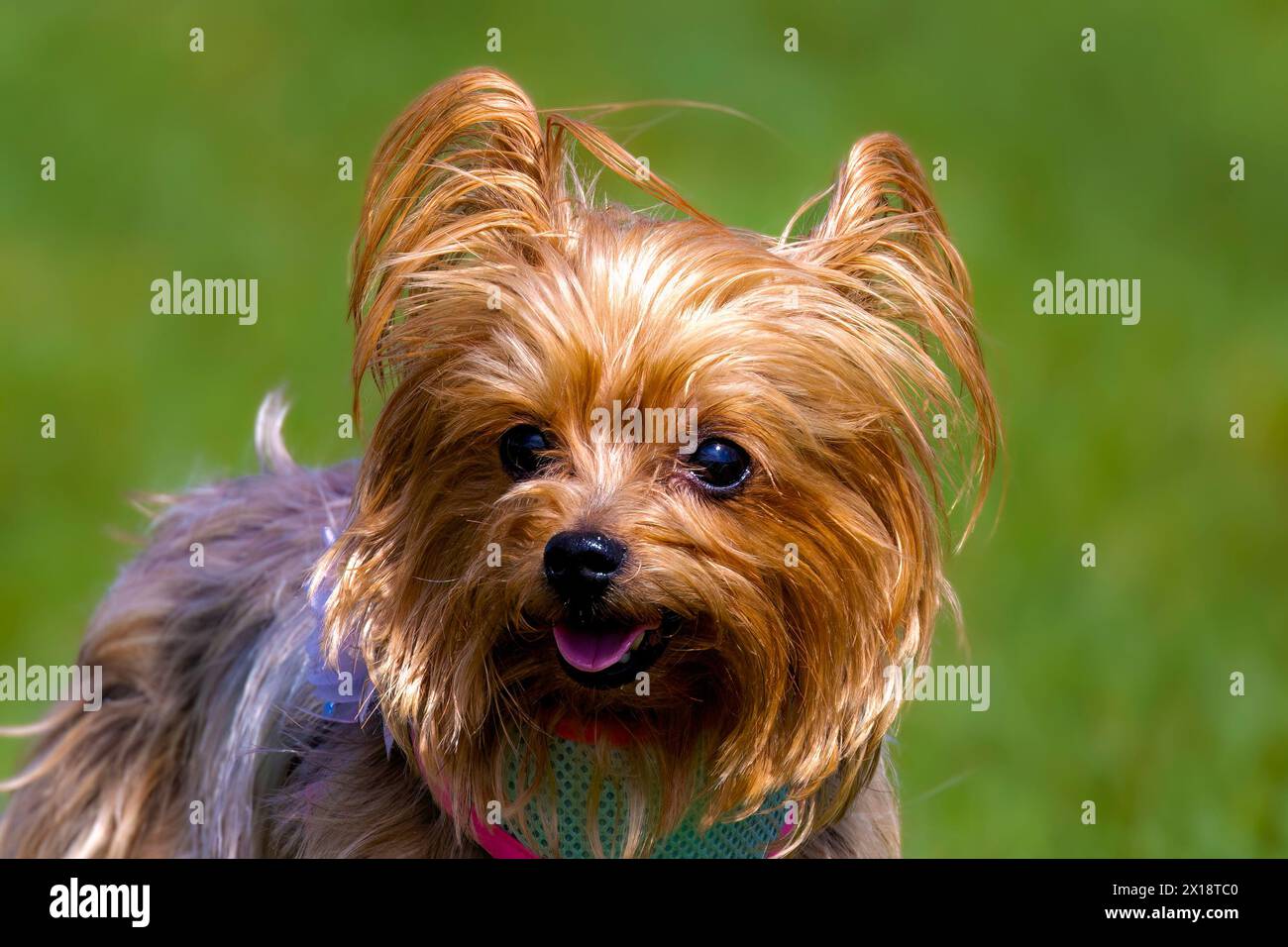 Lo Yorkshire Terrier. Razza britannica conosciuta anche come Yorkie Foto Stock