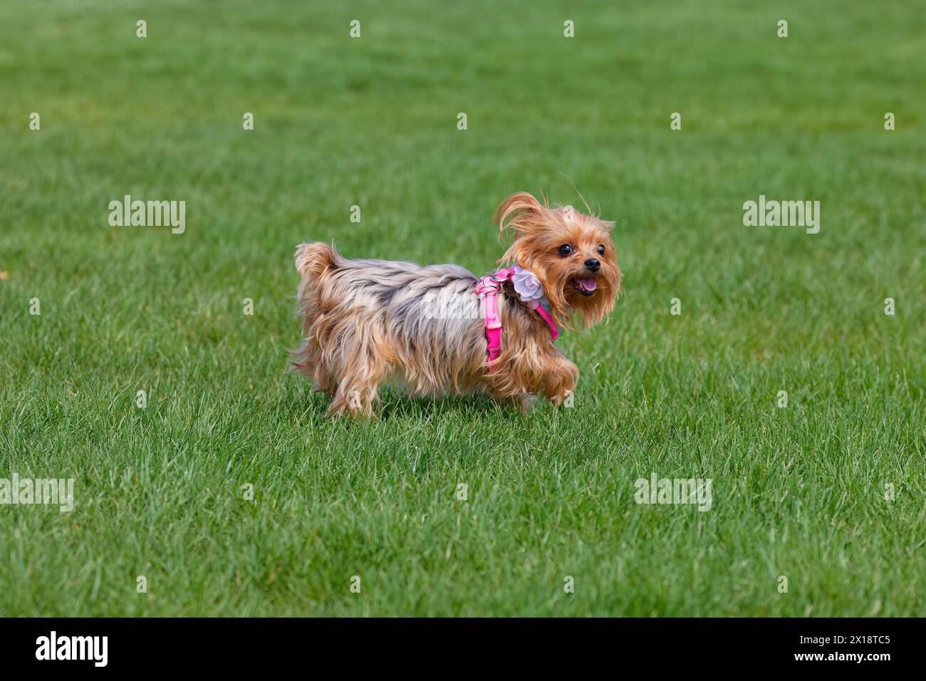 Lo Yorkshire Terrier. Razza britannica conosciuta anche come Yorkie Foto Stock
