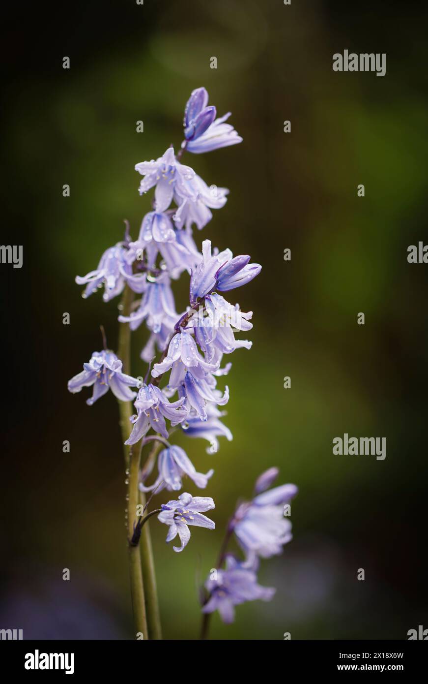 Campanelli inglesi (Hyacinthoides non scripta) in fiore nel bosco in primavera nel Surrey, Inghilterra sud-orientale Foto Stock