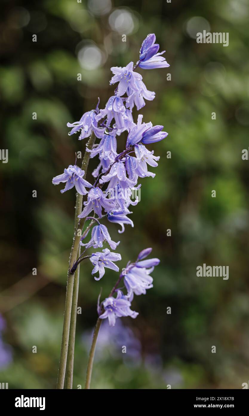 Campanelli inglesi blu bagnati (Hyacinthoides non-scripta) che fioriscono nel bosco in primavera nel Surrey, nel sud-est dell'Inghilterra Foto Stock