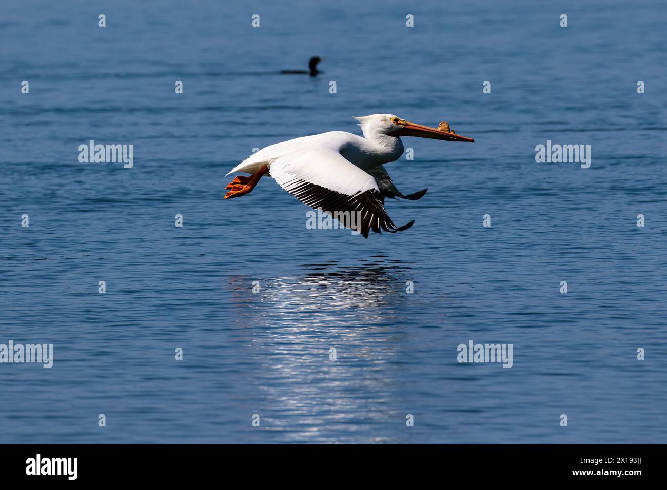 Il pellicano bianco americano (Pelecanus erythrorhynchos) vola in basso sull'acqua blu a Morro Bay, California. Le ali si diffondono; il suo riflesso sulla superficie. Foto Stock