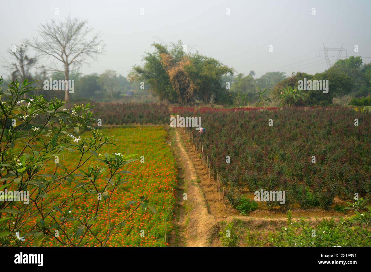 Khirai, Bengala Occidentale, India - 23.01.23 : agricoltore che spruzza pesticidi sulle rose cinesi nella Valle dei fiori. Rosa chinensis, nota come rosa cinese. Foto Stock