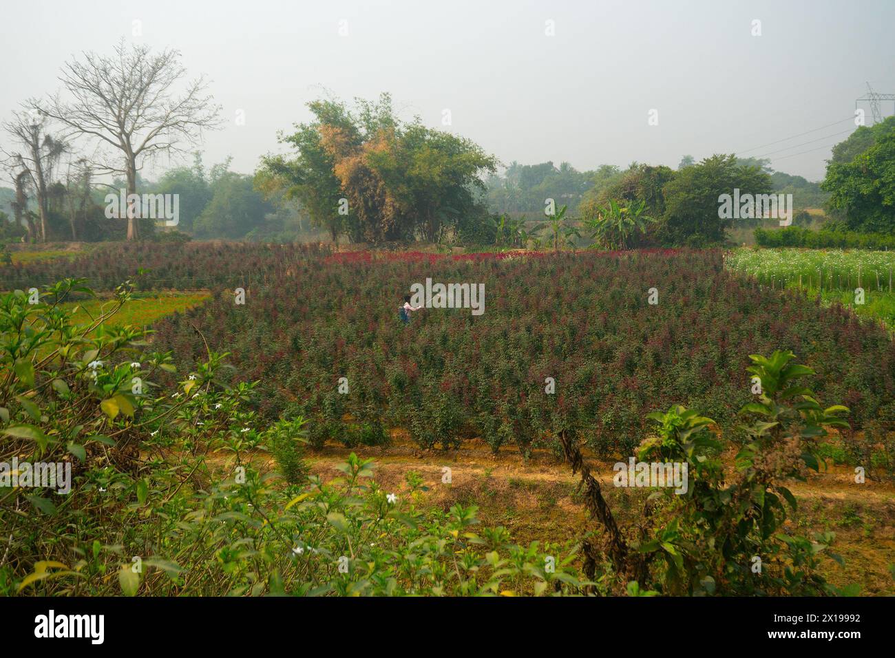 Khirai, Bengala Occidentale, India - 23.01.23 : agricoltore che spruzza pesticidi sulle rose cinesi nella Valle dei fiori. Rosa chinensis, nota come rosa cinese. Foto Stock