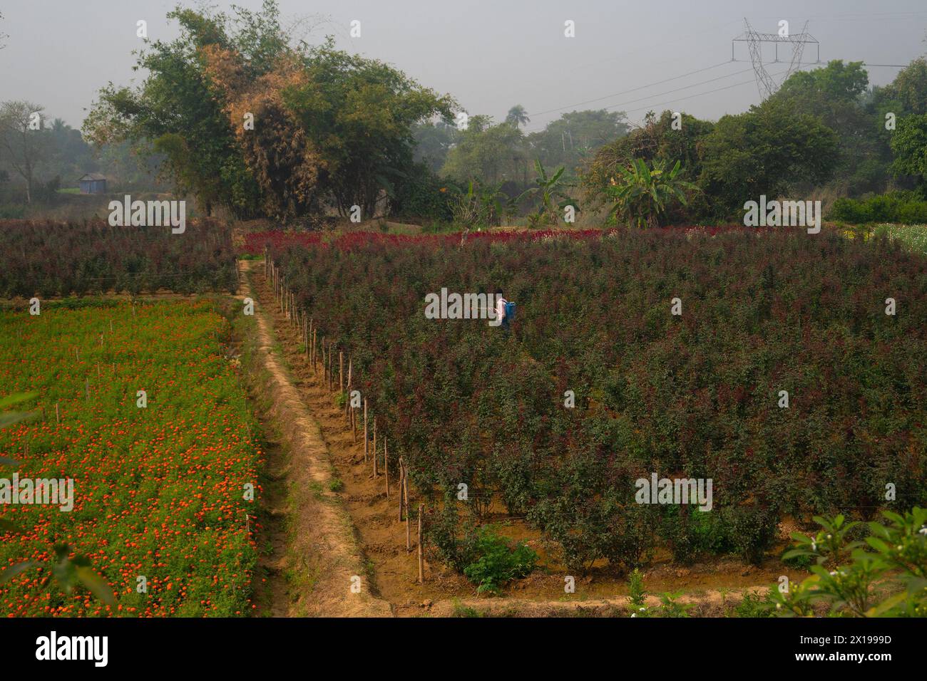 Khirai, Bengala Occidentale, India - 23.01.23 : agricoltore che spruzza pesticidi sulle rose cinesi nella Valle dei fiori. Rosa chinensis, nota come rosa cinese. Foto Stock