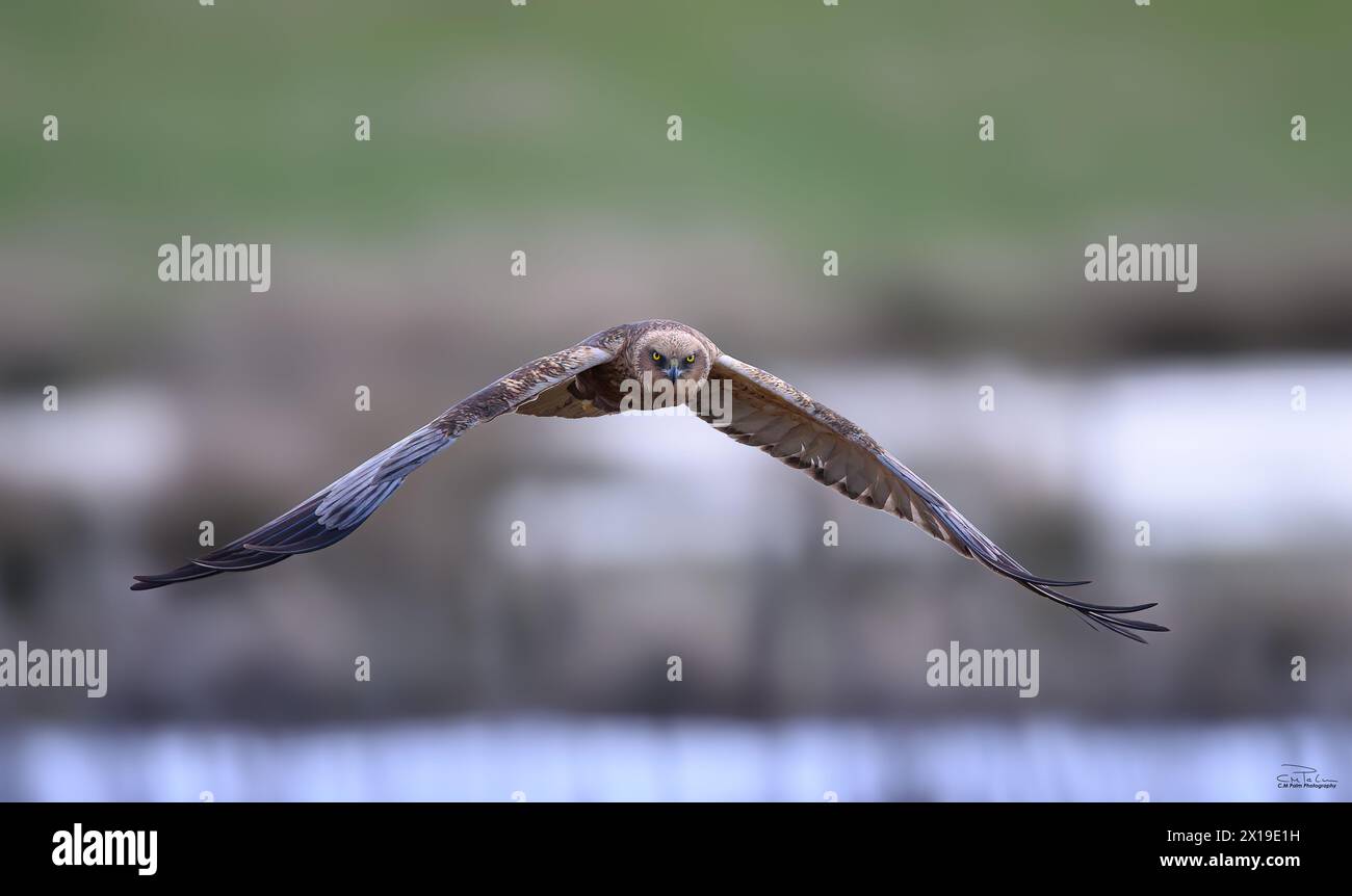 Marsh Harrier fotografò in Svezia Västervik 2024 Foto Stock