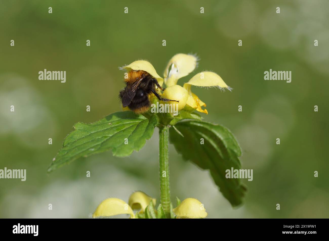 Ape cardine comune (Bombus pascuorum), famiglia Apidae su fiori di arcangelo giallo (Lamiastrum galeobdolon argentatum). Famiglia delle zecche (Lamiaceae Foto Stock
