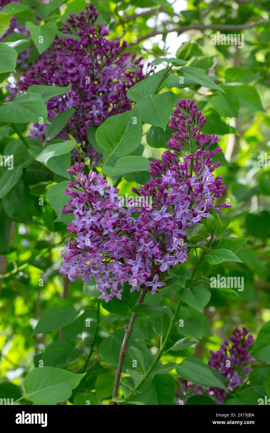 Primo piano di fiori di Syylan vulgaris 'Letha E. House' in un giardino in primavera Foto Stock
