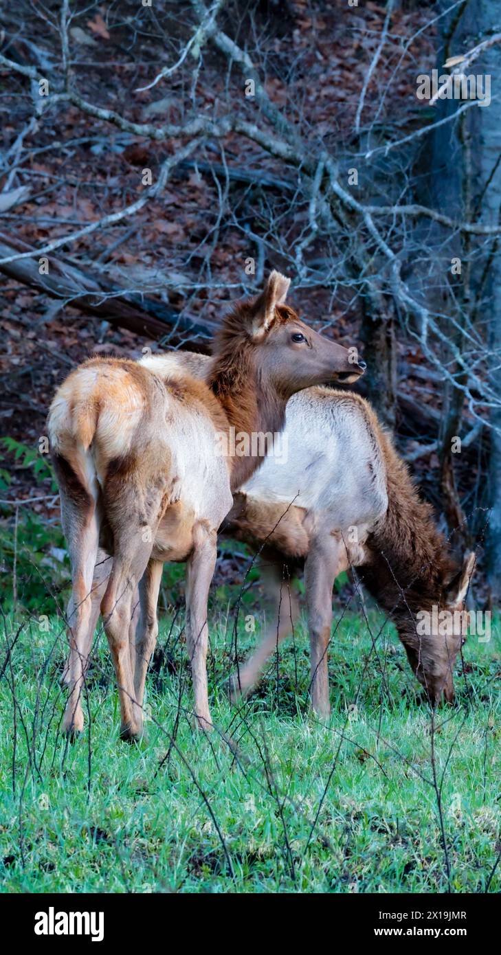 Cataloochee Valley Elk Foto Stock