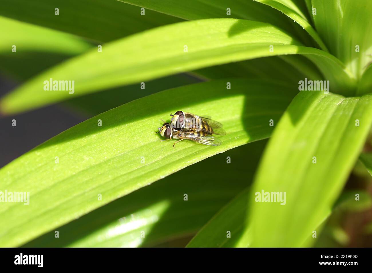Maschio e femmina, Eupeodes corollae, famiglia Syrphidae su una foglia di giglio (Lilium). Accoppiamento. Giardino olandese, primavera, aprile Foto Stock
