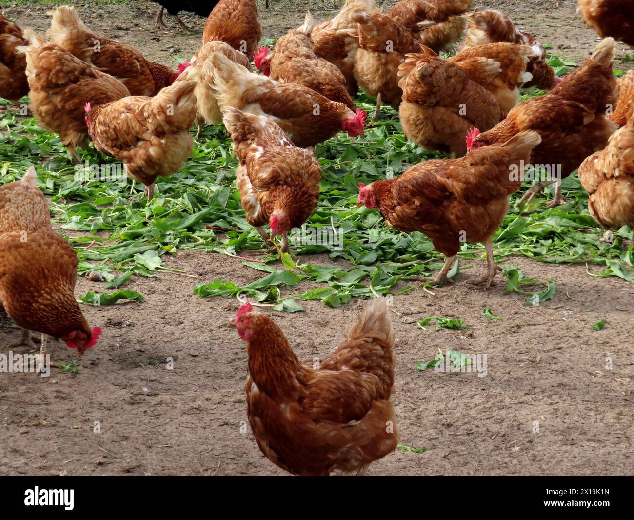 ICH wollt Ia guerra ein Huhn... Hier haben es die gefiederten Eierleger in der Tat wohl - Freiland - artgerecht - Sandboden - Loessboden -Stallungen - Schutzgebaeude - diie Eier sind schlichtweg erste Sahne Bio Tag bei Huehnern *** vorrei essere una gallina qui, gli strati di uova piumate sono davvero contenti del loro campo libero, terreno sabbioso adatto alle specie, terreno privo di suolo, stalle, edifici protettivi - le uova sono semplicemente una giornata biologica di prima classe per i polli Foto Stock