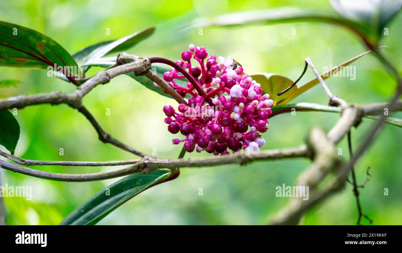 Medinilla speciosa (Parijata, Parijoto, uva asiatica Showy). Il frutto contiene livelli significativi di antiossidanti e beta-carotene Foto Stock