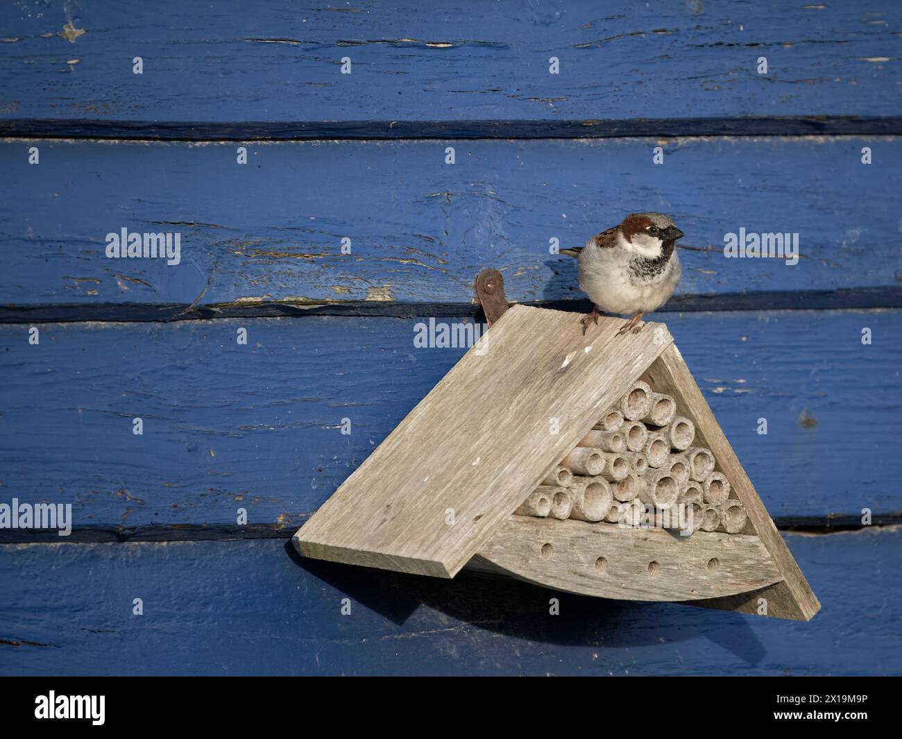 House Sparrow, Passer domesticus, singolo uccello maschio su scatola di nido di insetti, Kent, aprile 2024 Foto Stock