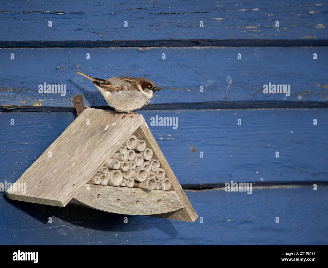 House Sparrow, Passer domesticus, singolo uccello maschio su scatola di nido di insetti, Kent, aprile 2024 Foto Stock