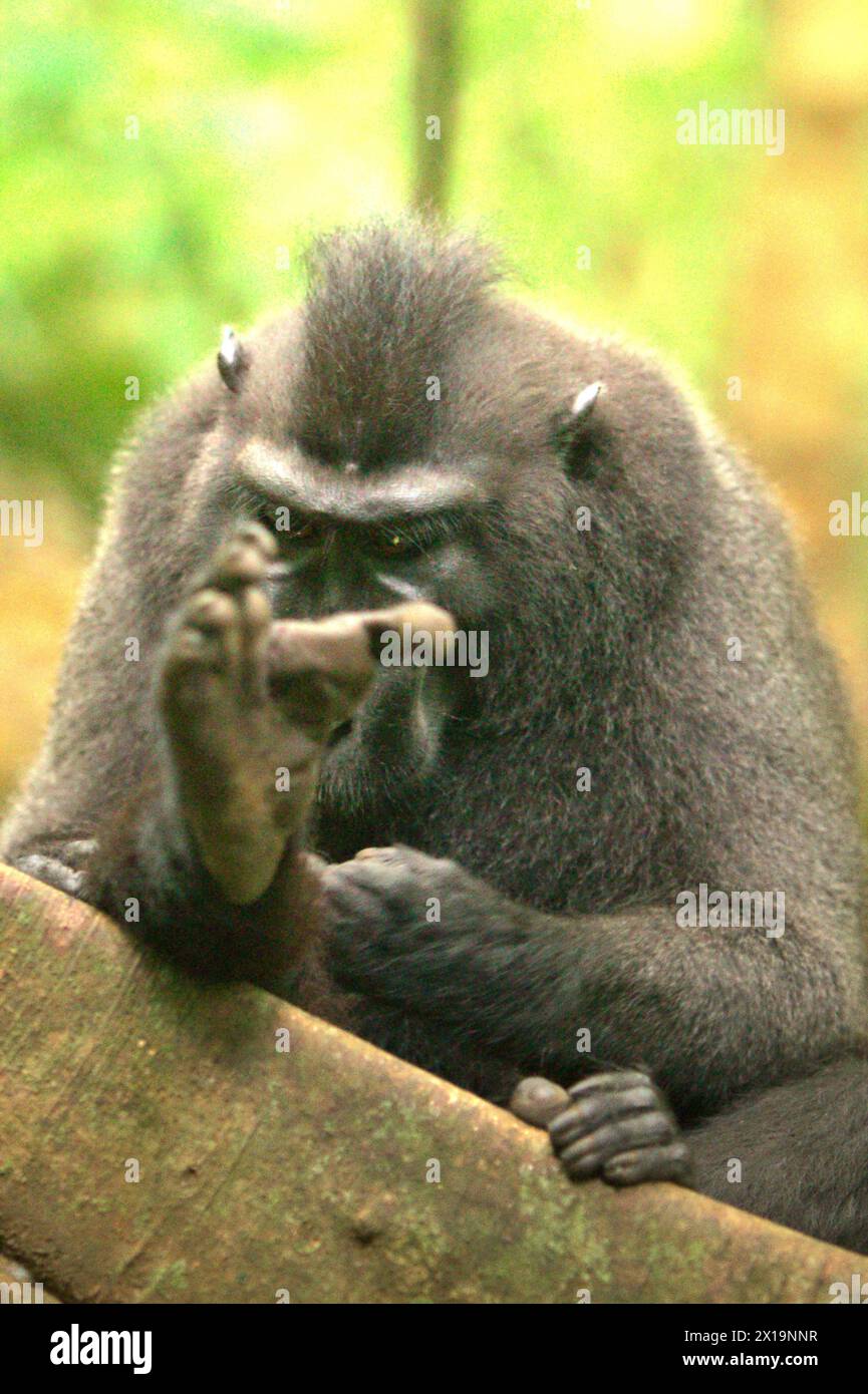 Un macaco crestato (Macaca nigra) maschio alza la gamba, poichè si appoggia sulla radice di un albero gigante nella foresta di Tangkoko, Sulawesi settentrionale, Indonesia. Il cambiamento climatico è uno dei principali fattori che influenzano la biodiversità in tutto il mondo a un ritmo allarmante, secondo un team di scienziati guidati da Antonio Acini Vasquez-Aguilar nel loro documento di ricerca pubblicato per la prima volta nel marzo 2024 sul numero di Environ Monit Evaluate. "Potrebbe spostare la distribuzione geografica delle specie, comprese le specie che dipendono molto dalla copertura forestale", hanno scritto. In altre parole, i cambiamenti climatici possono ridurre l'idoneità dell'habitat dei primati Foto Stock