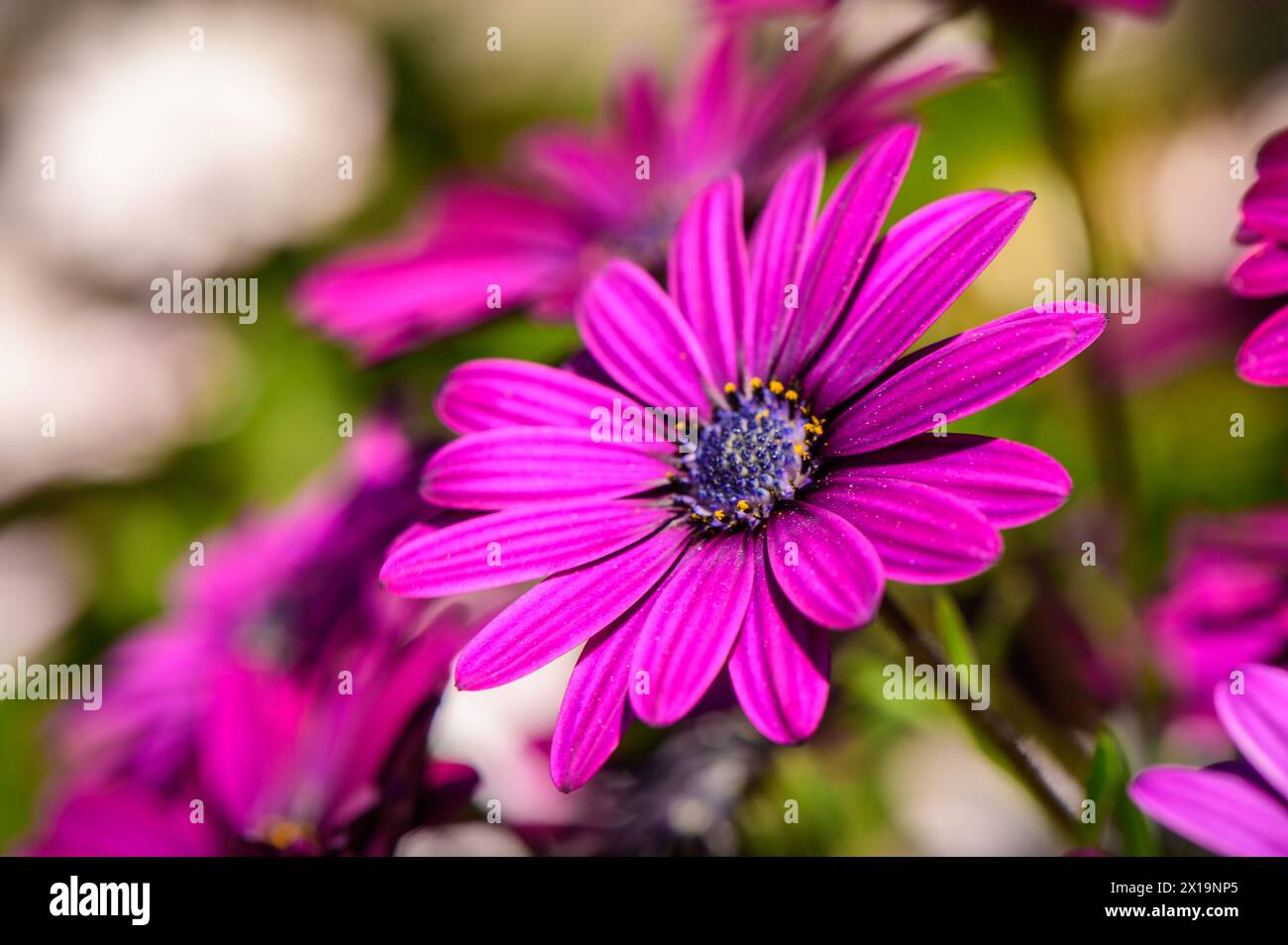 Osteospermum è un genere appartenente alla famiglia delle Asteraceae. 3 Foto Stock