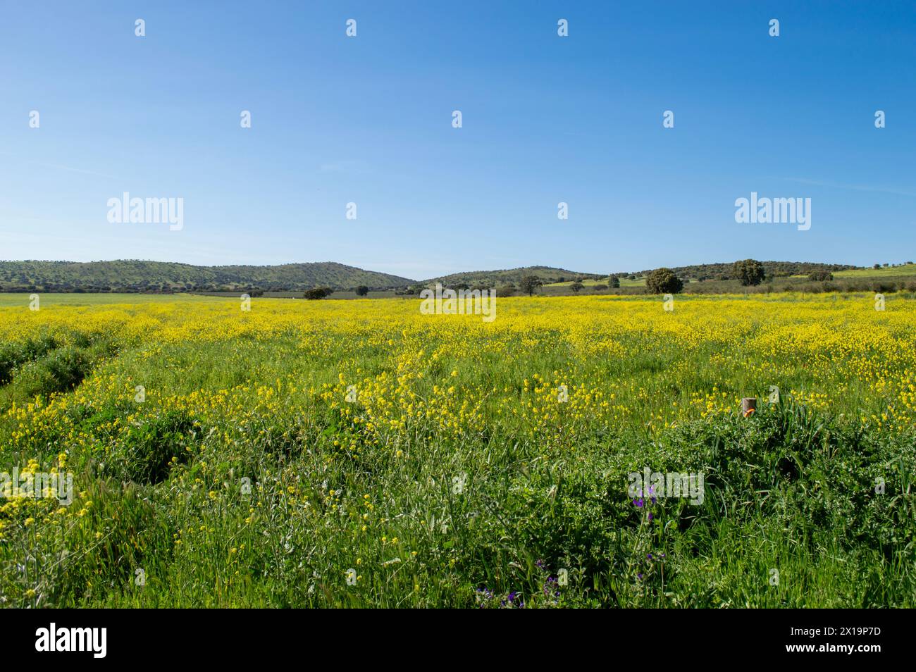 Prado manchego en Castilla la Mancha Foto Stock