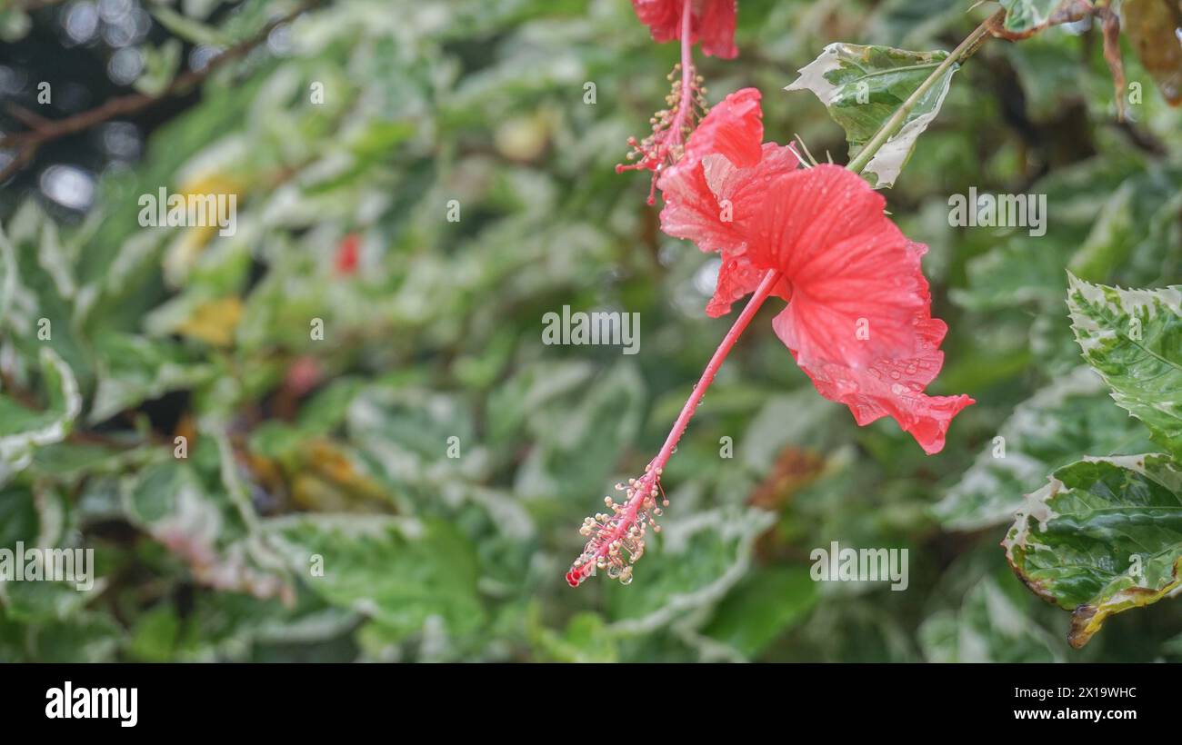 I fiori rossi nel giardino sono chiamati kembang sepatu, Mock Azalea, giglio, Adenium Obesum, Desert Rose o Bignonia. Foto Stock
