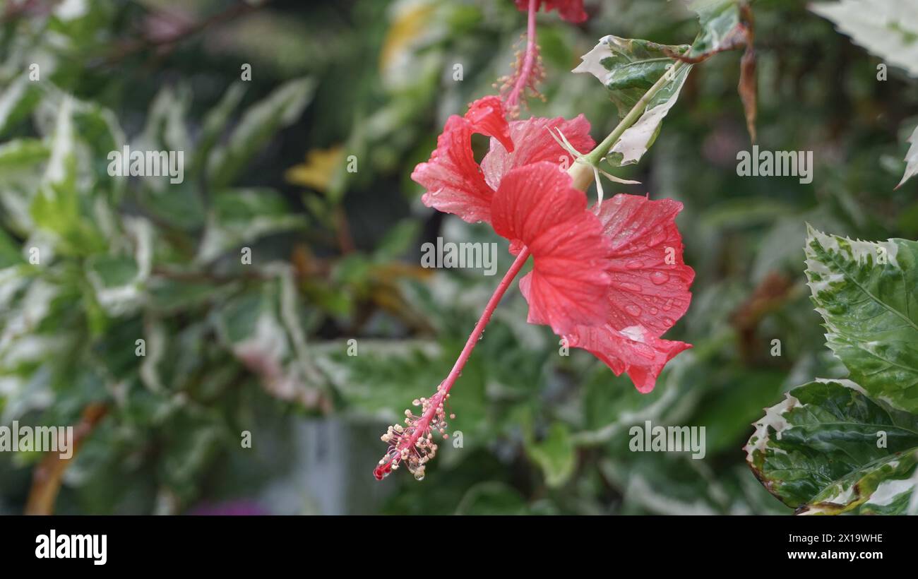 I fiori rossi nel giardino sono chiamati kembang sepatu, Mock Azalea, giglio, Adenium Obesum, Desert Rose o Bignonia. Foto Stock