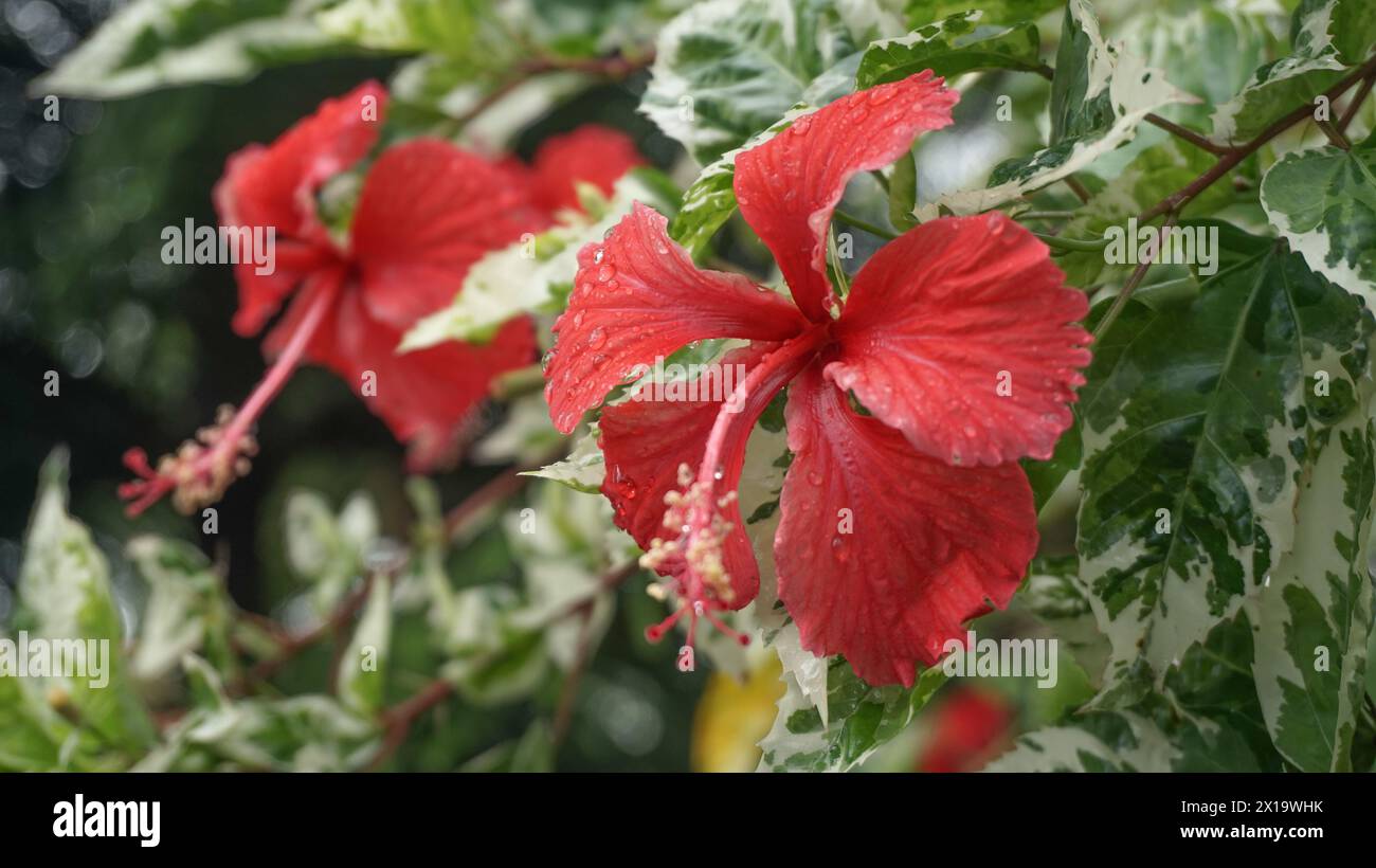 I fiori rossi nel giardino sono chiamati kembang sepatu, Mock Azalea, giglio, Adenium Obesum, Desert Rose o Bignonia. Foto Stock