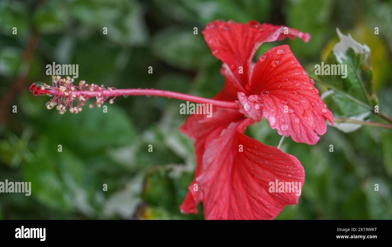 I fiori rossi nel giardino sono chiamati kembang sepatu, Mock Azalea, giglio, Adenium Obesum, Desert Rose o Bignonia. Foto Stock