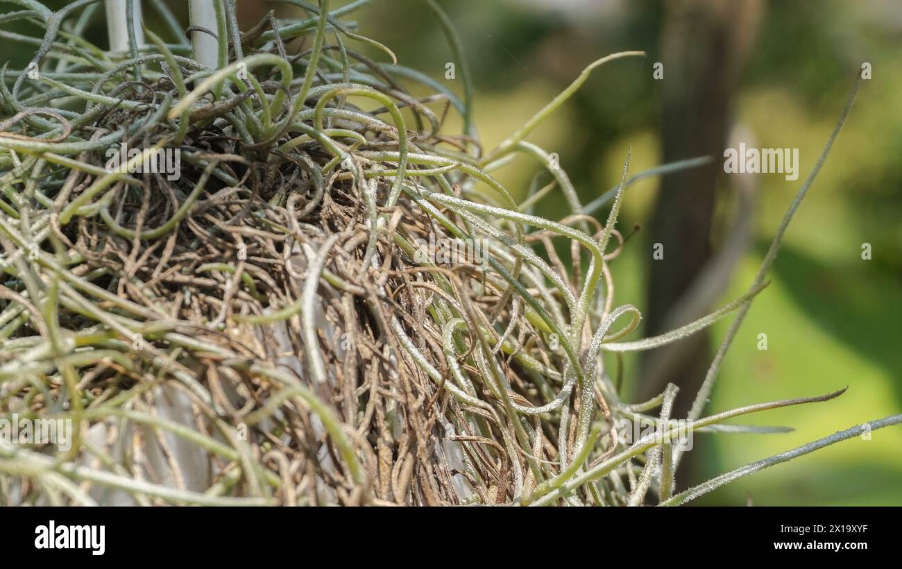 Il muschio spagnolo o radice di musa è una pianta in fiore che spesso cresce su grandi alberi Foto Stock