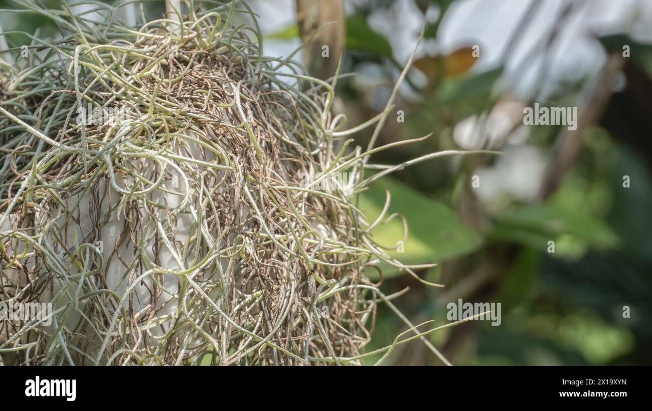 Il muschio spagnolo o radice di musa è una pianta in fiore che spesso cresce su grandi alberi Foto Stock