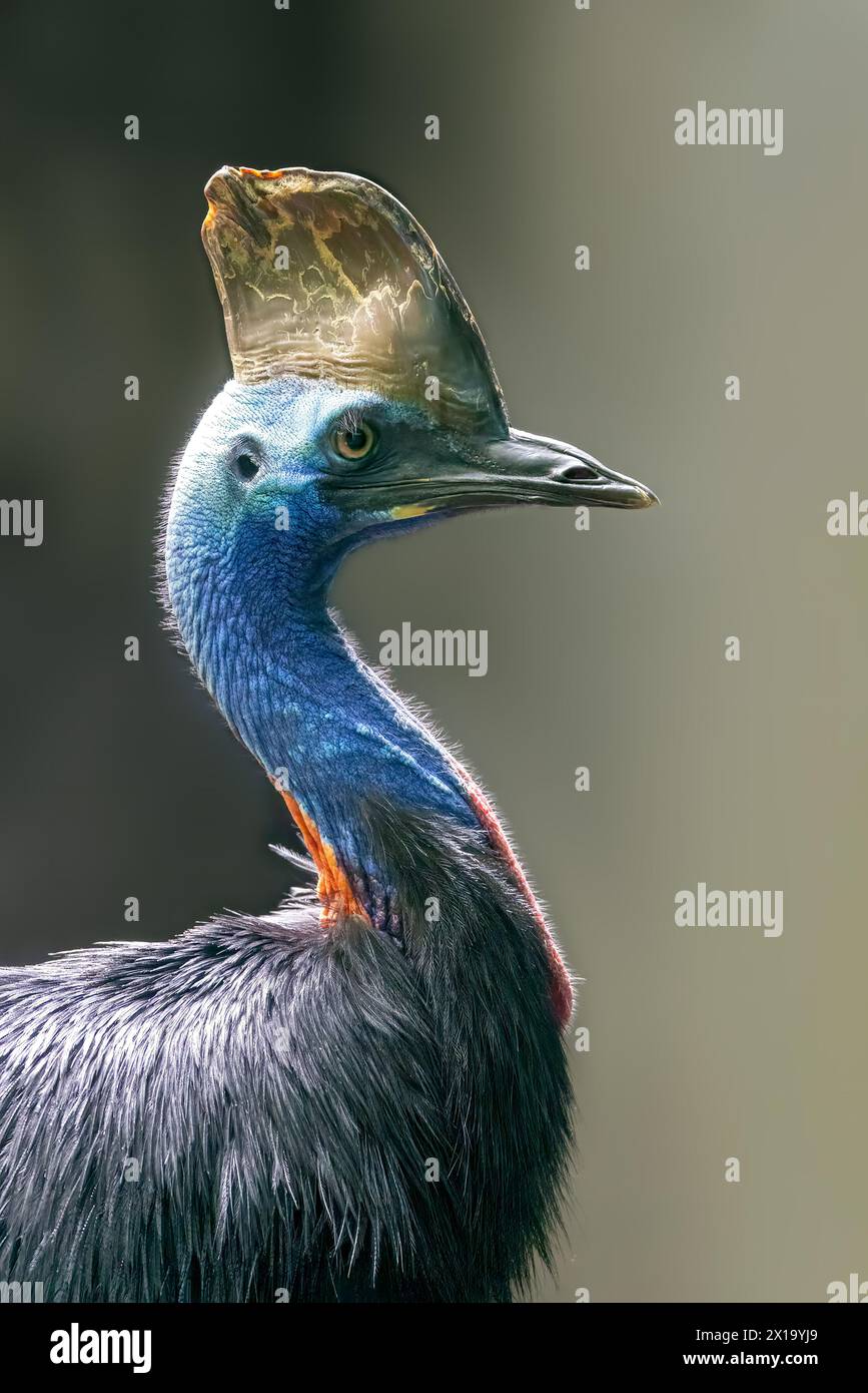 Il cassowary meridionale (casuarius casuarius), noto anche come cassowary a doppio wattled, cassowary australiano o cassowary a due wattled. Profilo laterale con Foto Stock