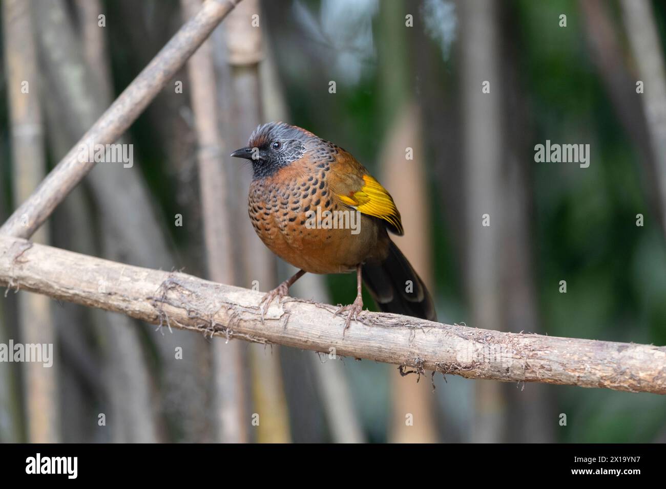 Senchal Wild Life Sanctuary, castagna di laughingthrush, Trochalopteron erythrocephalum Foto Stock