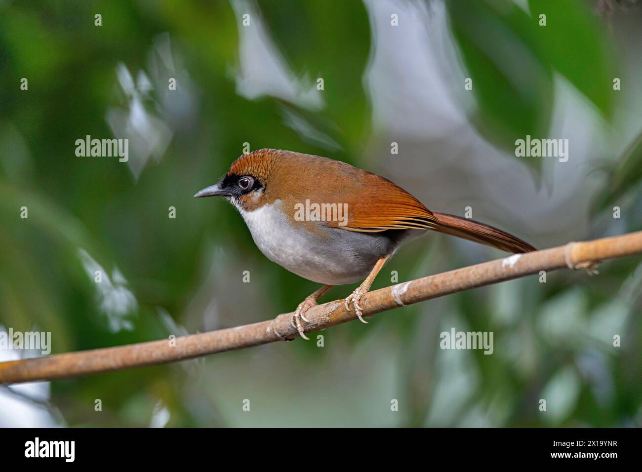 Senchal Wild Life Sanctuary, Grey-Side Laughingthrush, Pterorhinus caerulatus Foto Stock