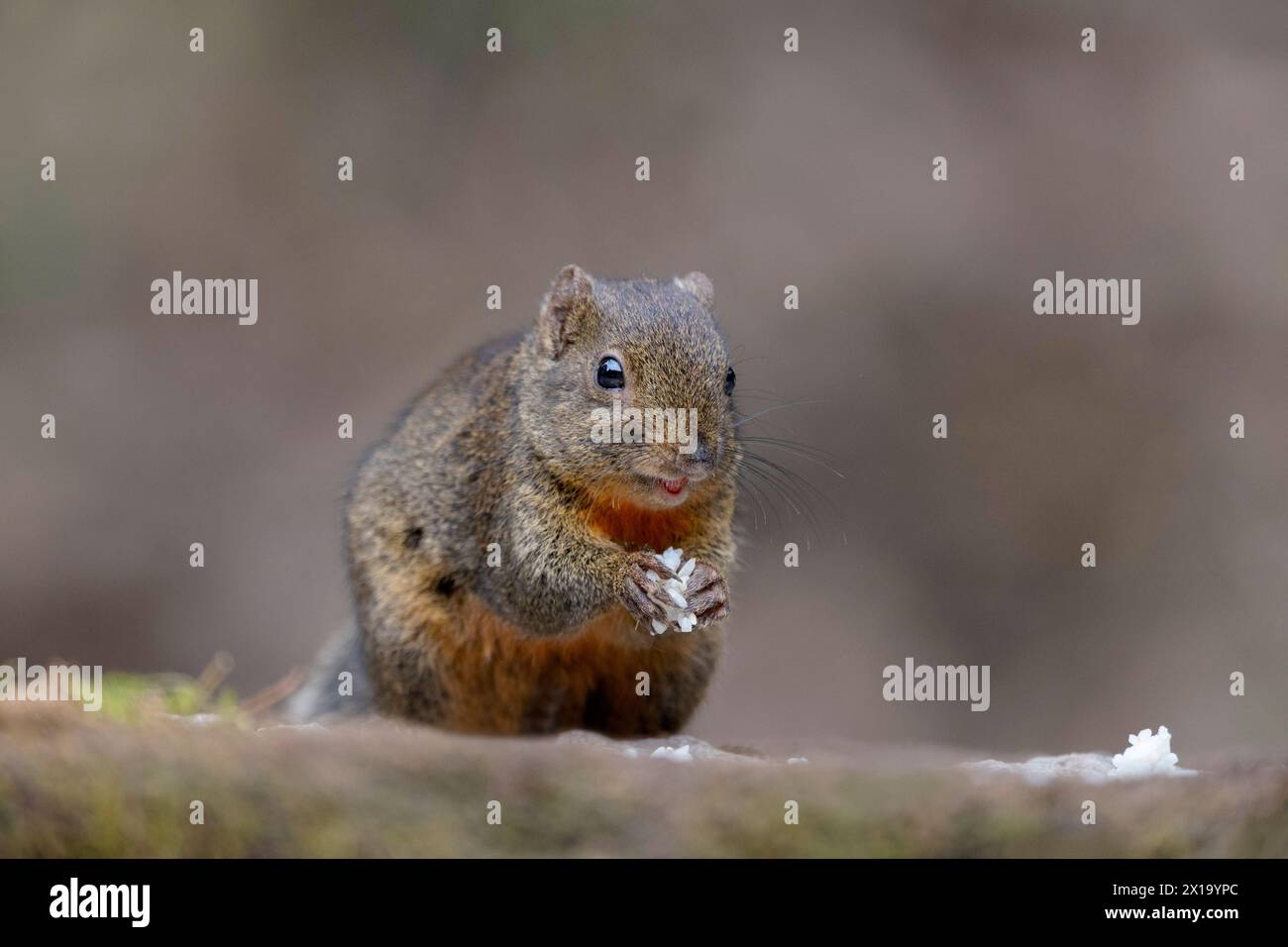 Senchal Wild Life Sanctuary, scoiattolo himalayano con panciotto arancione, Dremomys lokriah Foto Stock