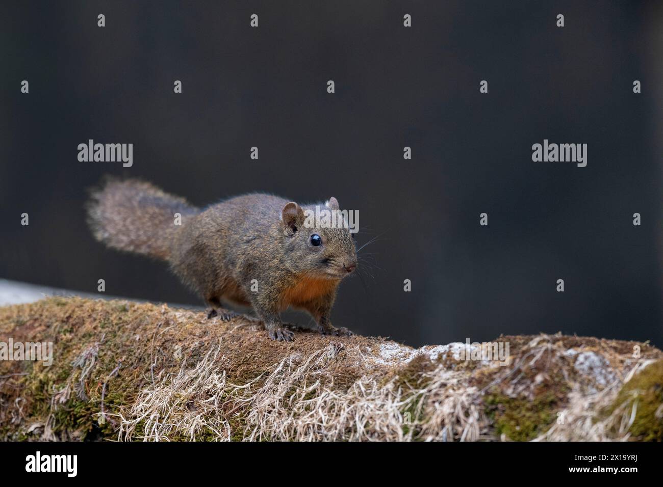 Senchal Wild Life Sanctuary, scoiattolo himalayano con panciotto arancione, Dremomys lokriah Foto Stock