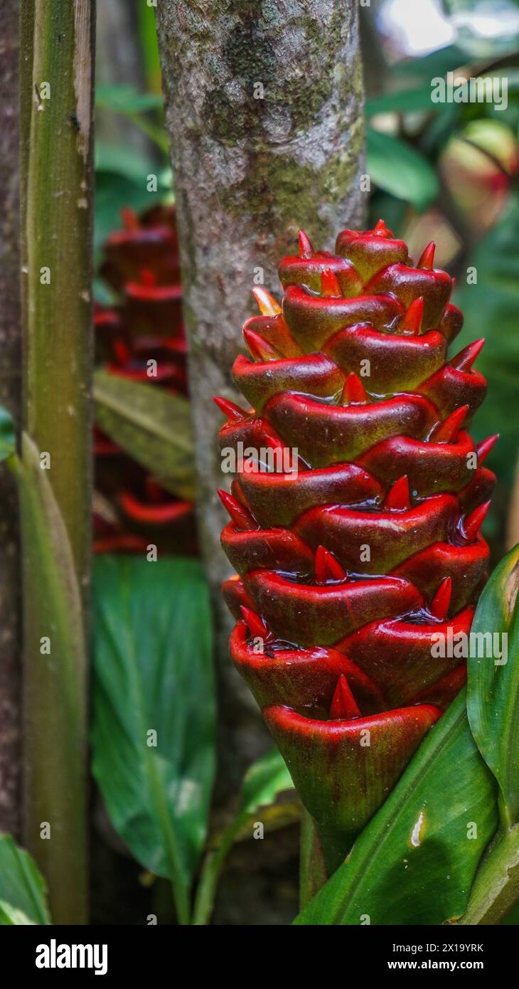 Primo piano delle teste rosse di Pinecone Ginger. Fiori esotici tropicali nel giardino botanico Foto Stock