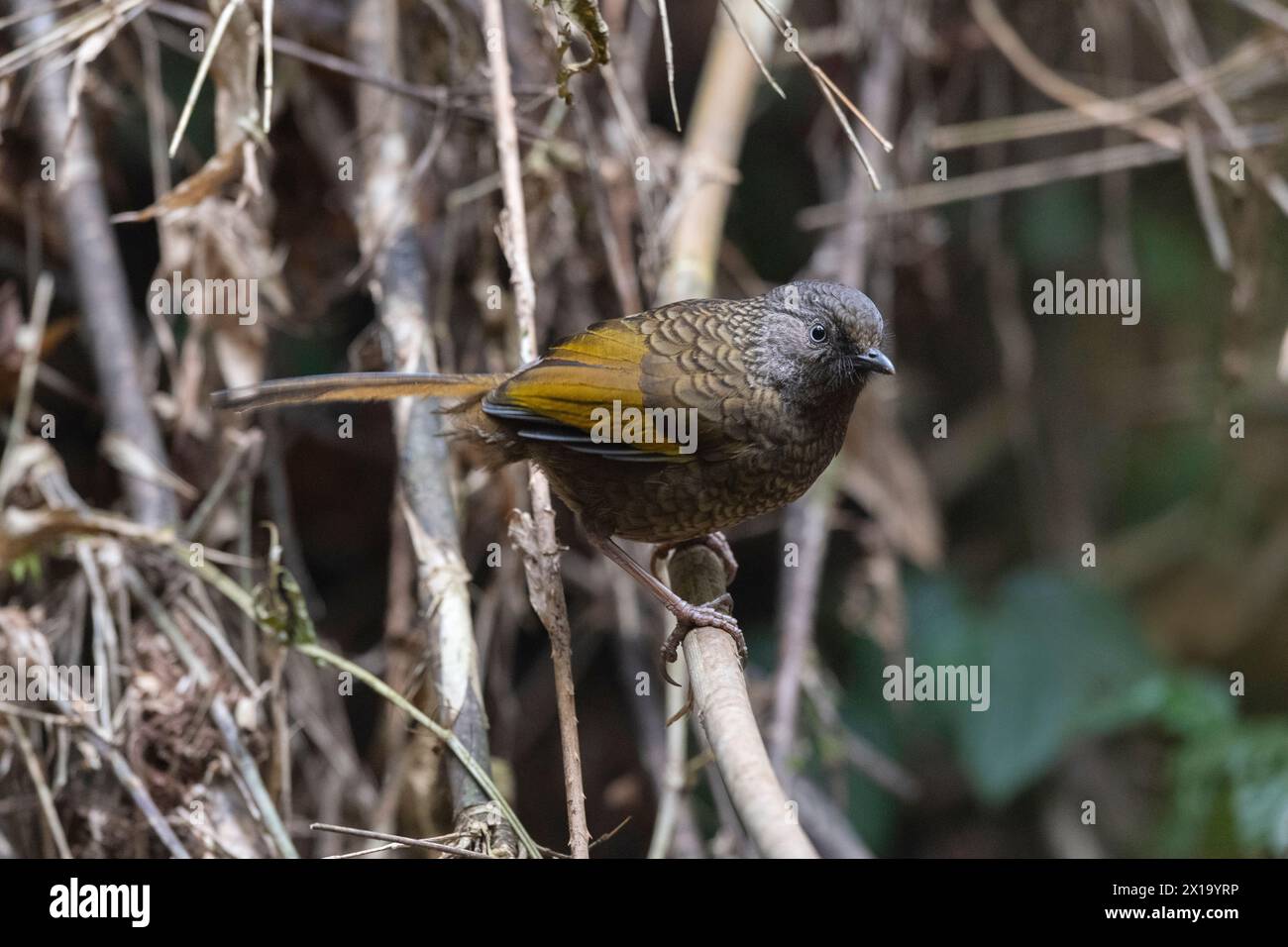 Senchal Wild Life Sanctuary, Scaly Laughingthrush, Trochalopteron subunicolor Foto Stock