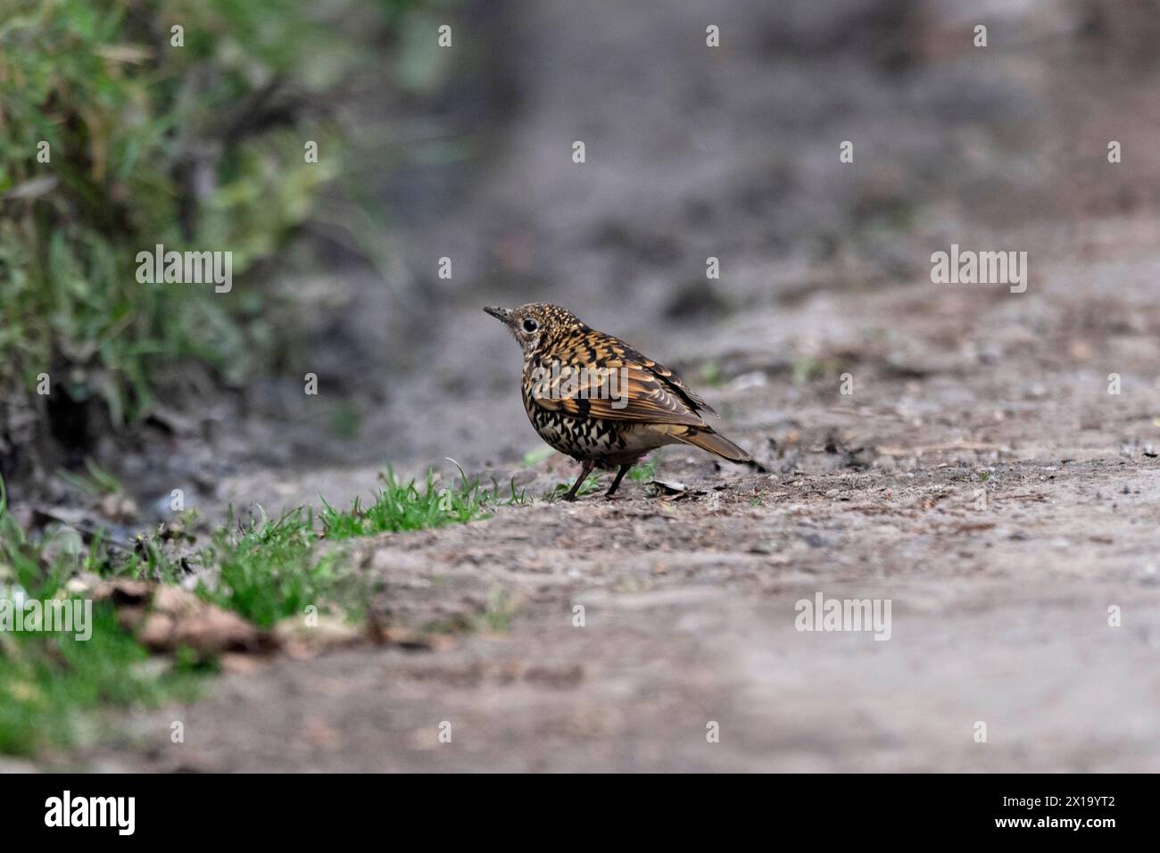 Senchal Wild Life Sanctuary, Scaly Thrush, Zoothera Dauma Foto Stock