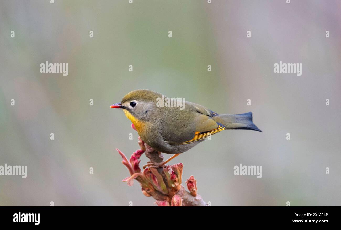 Il Neora Valley National Park è un parco nazionale, distretto di Kalimpong, Bengala Occidentale, India. Leiothrix lutea a becco rosso Foto Stock