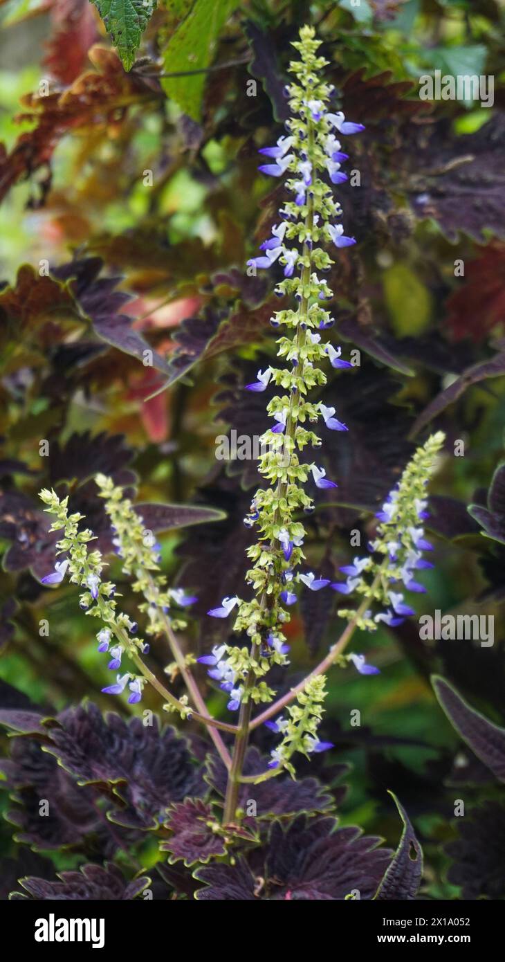 Bellissime immagini di sfondo colorate di fiori, sfondo naturale Foto Stock