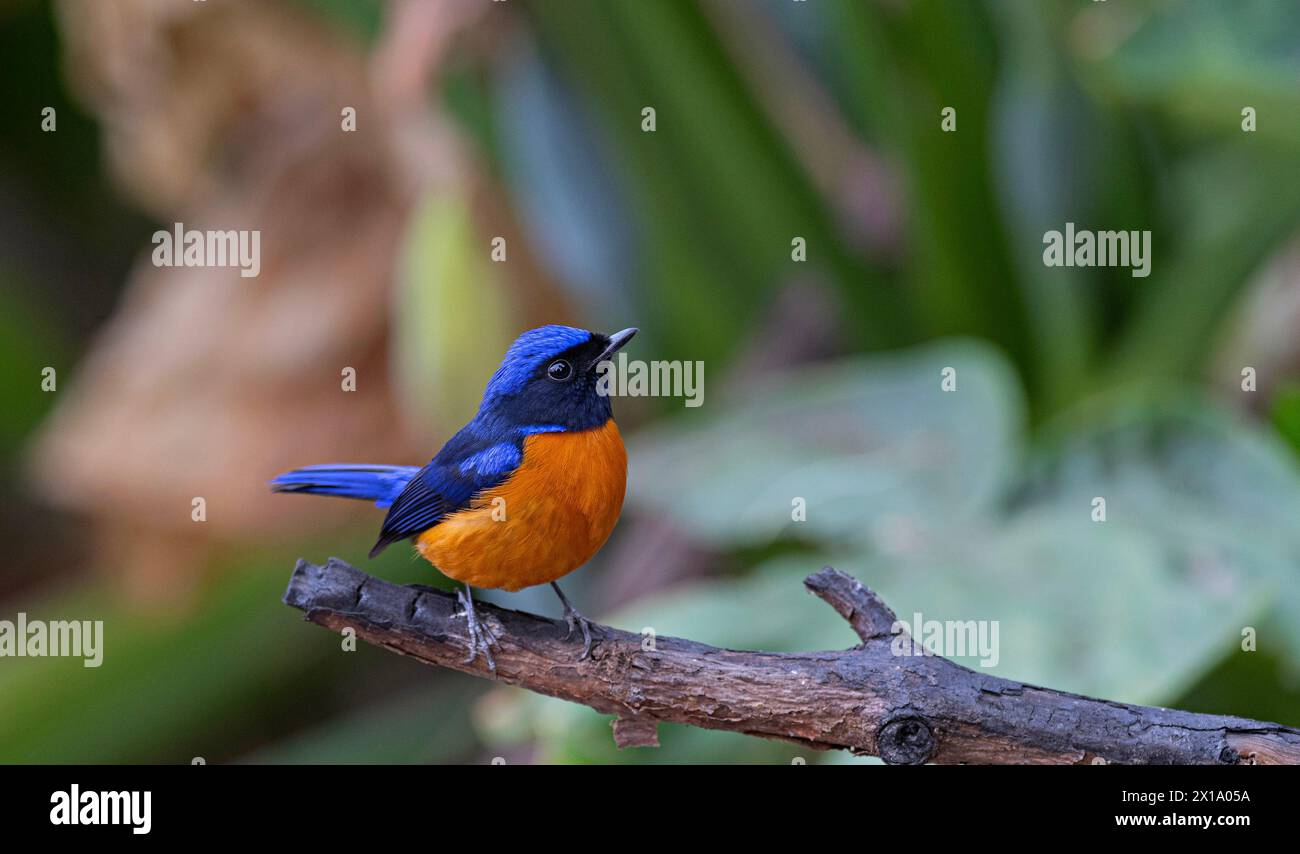 Mahananda Wild Life Sanctuary, distretto di Darjeeling nel Bengala Occidentale, India. Niltava dai panciotti, Niltava sundara Foto Stock