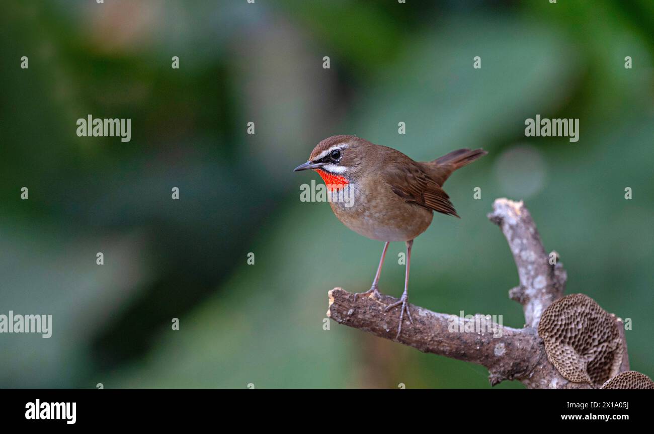 Mahananda Wild Life Sanctuary, distretto di Darjeeling nel Bengala Occidentale, India. gola siberiana. Calliope Calliope Foto Stock