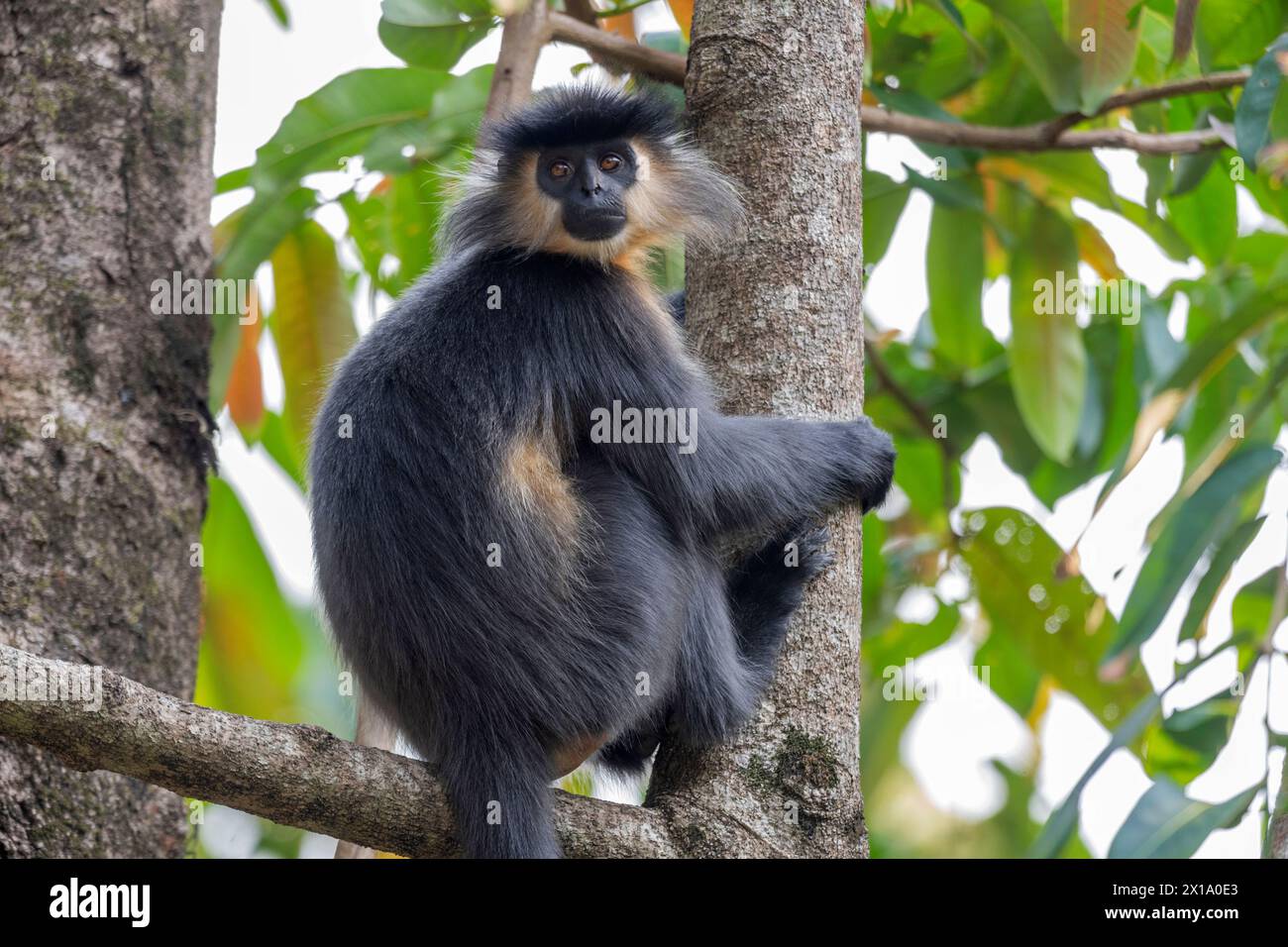 Parco nazionale di Manas, Assam, India. Langur chiuso, nativo di Bangladesh, Bhutan, India e Myanmar. Trachypithecus pileatus. Vulnerabile con popolamento Foto Stock