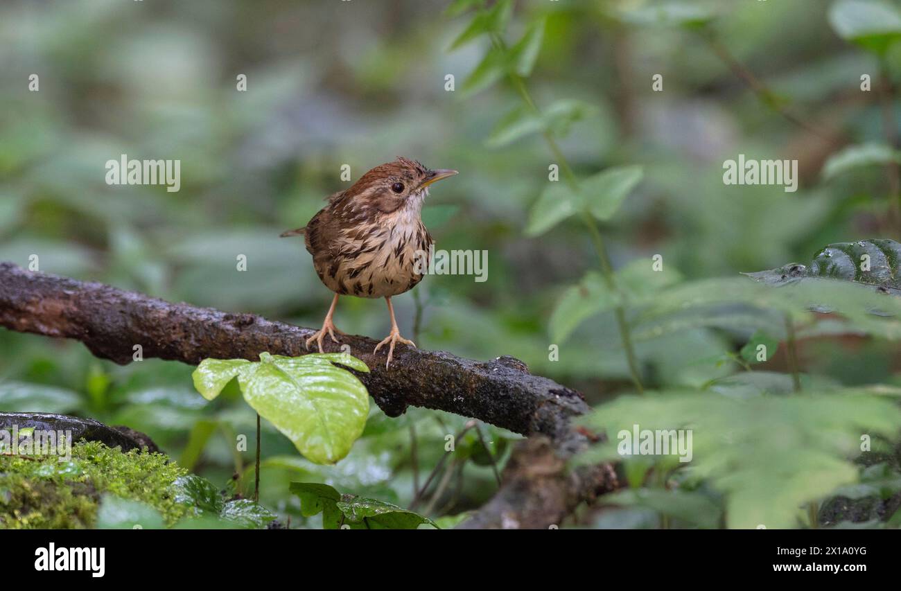 Riserva delle tigri di Buxa, Bengala Occidentale, India. Puff-throed Babbler, Pellorneum ruficeps Foto Stock