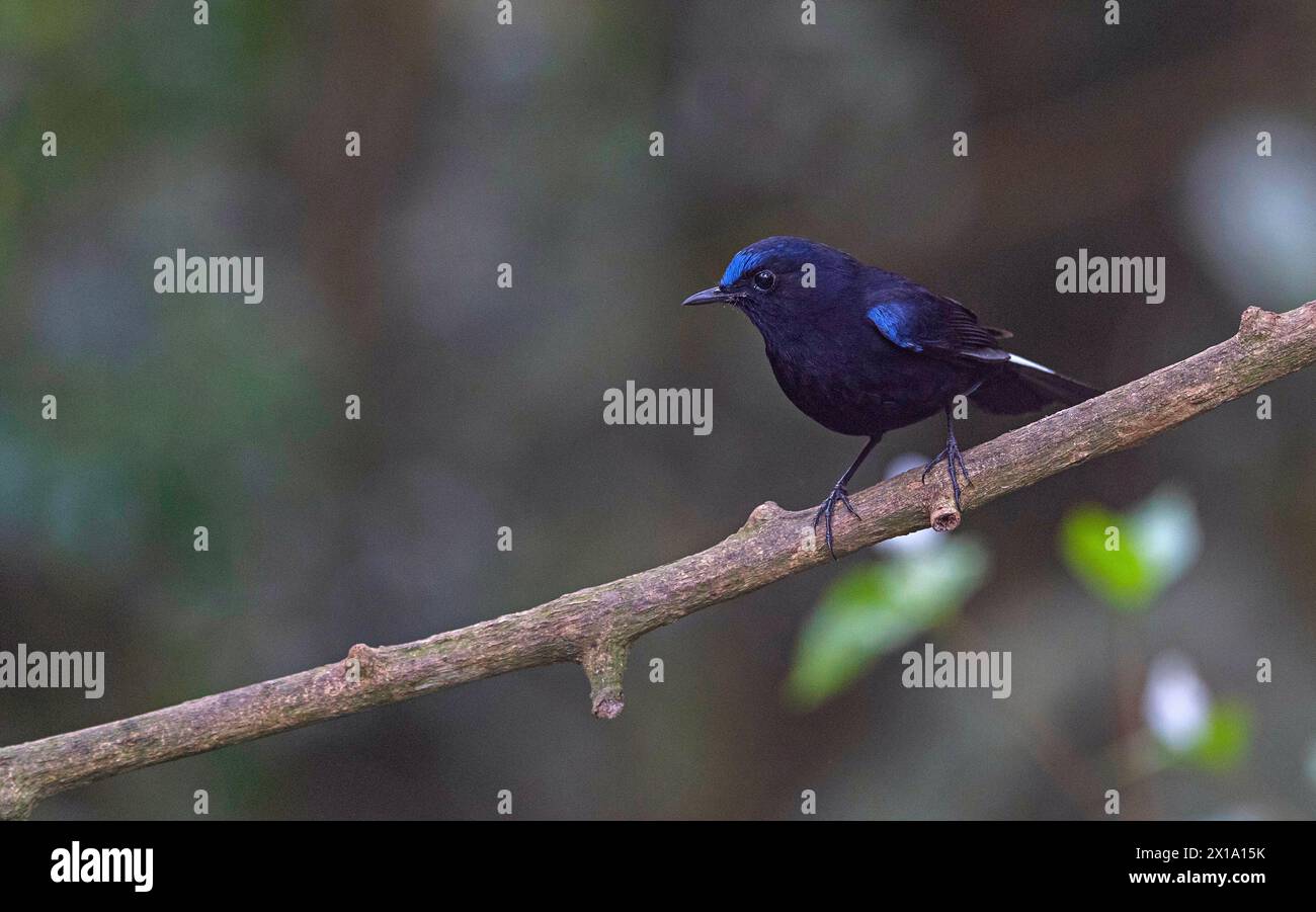 Riserva delle tigri di Buxa, Bengala Occidentale, India. Robin dalla coda bianca, maschio, Myiomela leucura Foto Stock