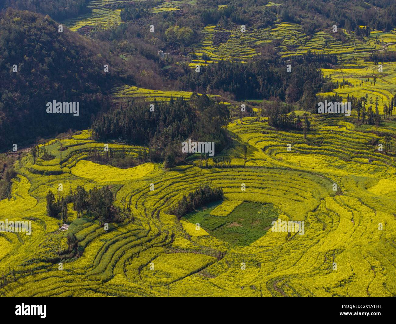 Campo di canola nella contea di Luoping, Yunnan, Cina Foto Stock