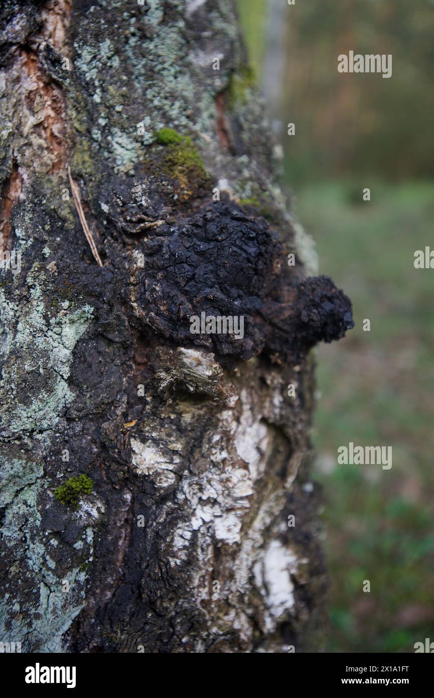 Fungo chaga su Birch Tree Foto Stock