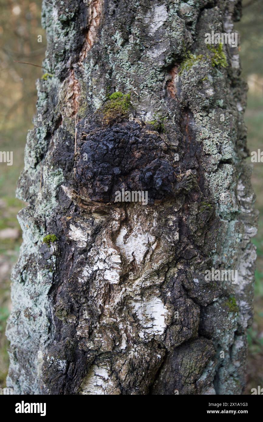 Fungo chaga su Birch Tree Foto Stock