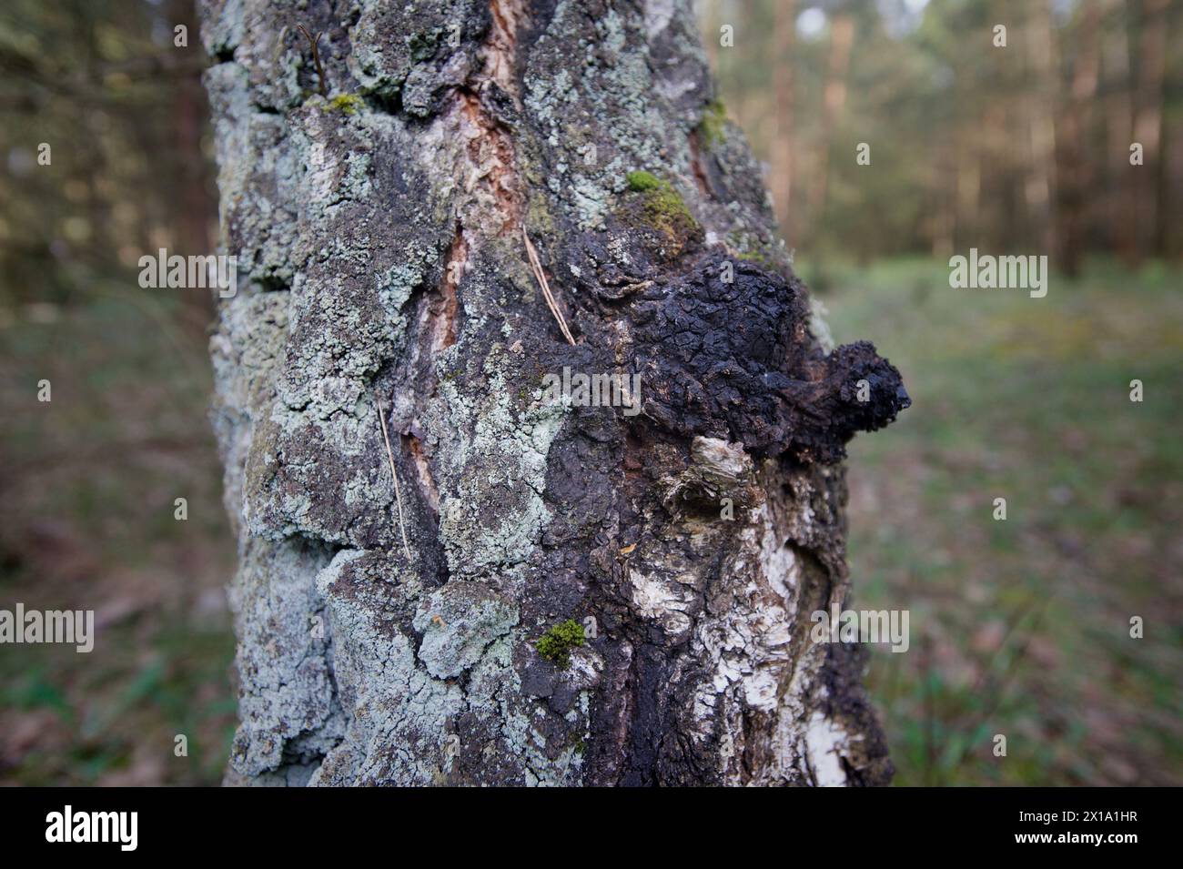 Fungo chaga su Birch Tree Foto Stock