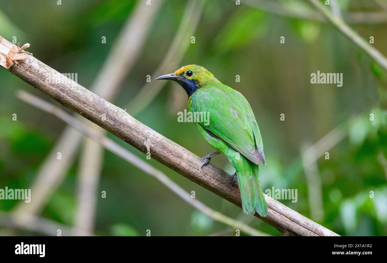 Riserva delle tigri di Buxa, Bengala Occidentale, India. Leafbird dalla facciata dorata, Chloropsis aurifrons Foto Stock