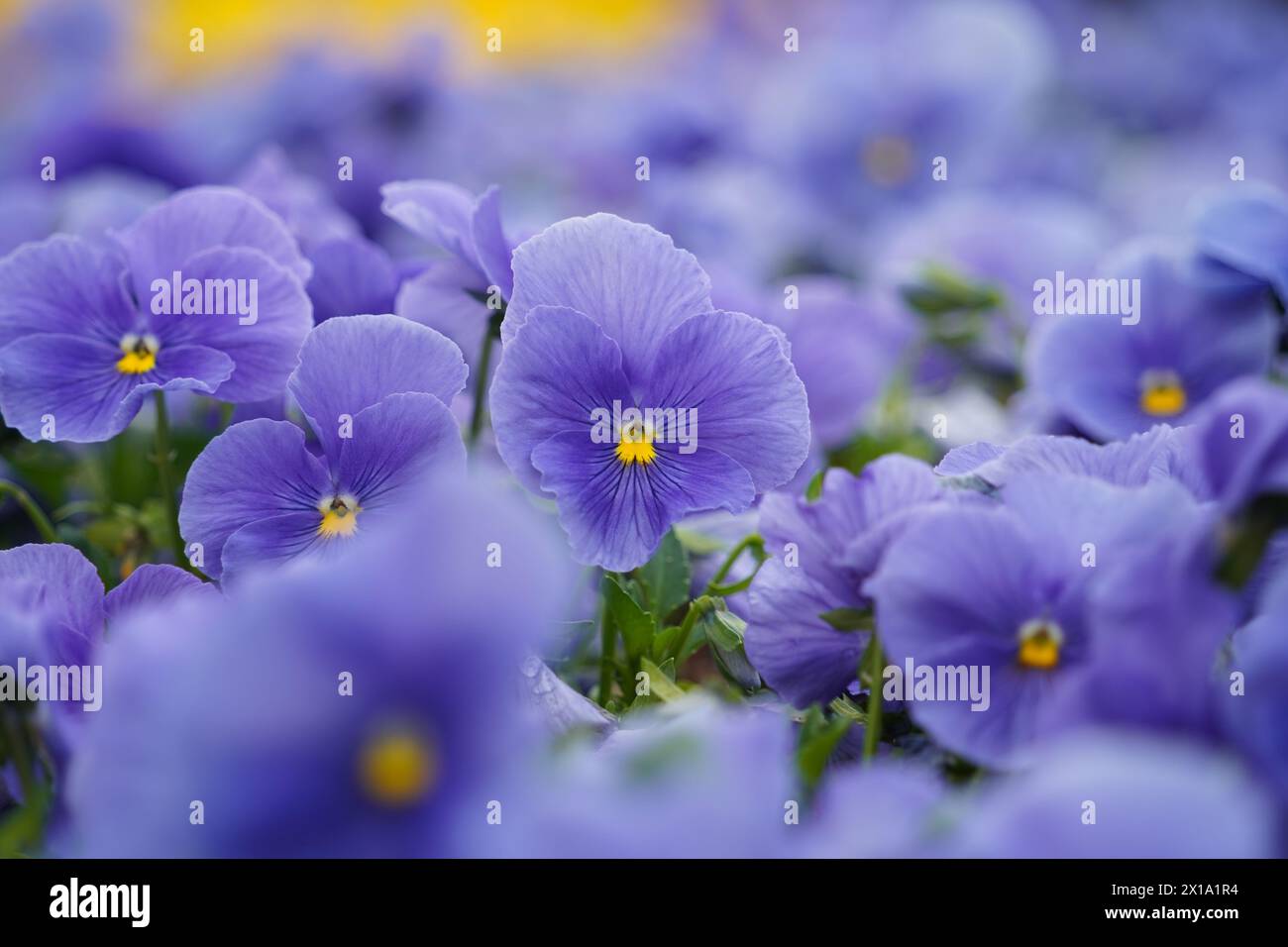 I pannelli viola chiaro sono in piena fioritura. Foto Stock