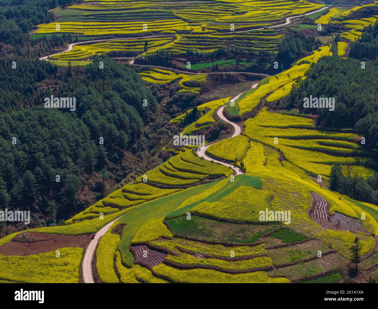 Campo di canola nella contea di Luoping, Yunnan, Cina Foto Stock
