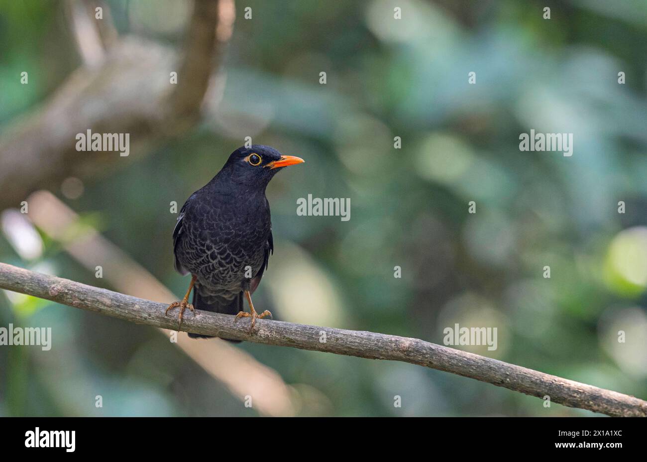 Riserva delle tigri di Buxa, Bengala Occidentale, India. Blackbird con ali grigie, maschio, Turdus boulboul Foto Stock