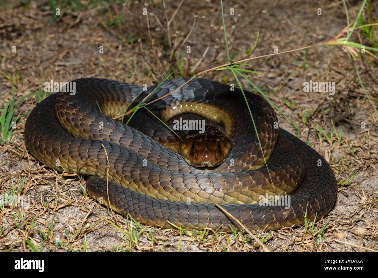 Primo piano del Cobra di Anchieta (Naja anchietae) in natura Foto Stock